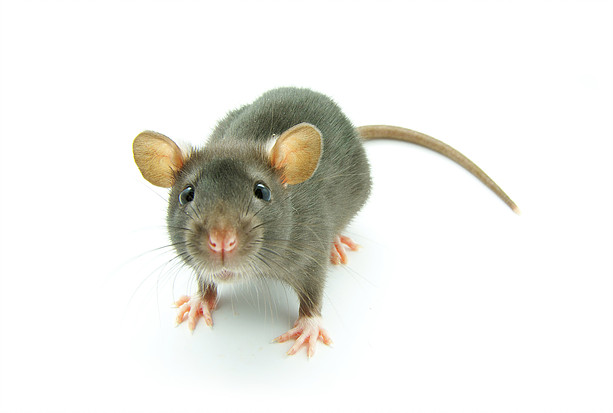 Rat Control Mice Control Need Rodent Control Launceston Pest