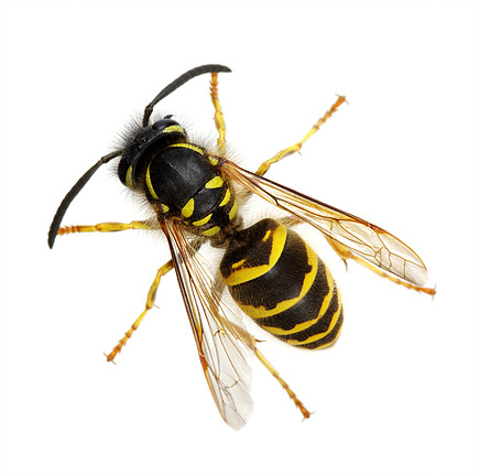 What We Do Wasp removel » Launceston Pest Control2